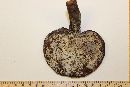 Ganoderma curtisii image