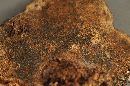 Ganoderma sessile image