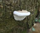 Ganoderma zonatum image