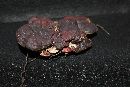 Ganoderma sessile image