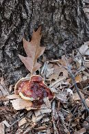 Ganoderma sessile image
