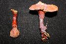 Ganoderma curtisii image