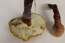 Ganoderma curtisii image