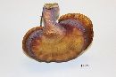 Ganoderma curtisii image