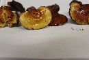 Ganoderma curtisii image