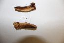 Ganoderma curtisii image