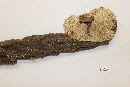 Ganoderma sessile image