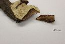 Ganoderma sessile image