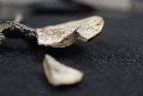 Ganoderma sessile image