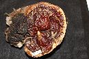 Ganoderma sessile image