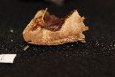Ganoderma sessile image