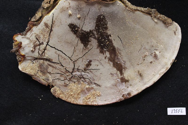 Ganoderma tuberculosum image