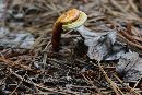Ganoderma curtisii image