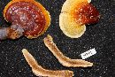 Ganoderma curtisii image