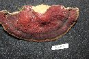 Ganoderma sessile image