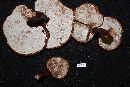 Ganoderma curtisii image