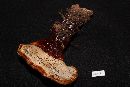 Ganoderma curtisii image