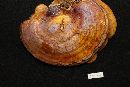 Ganoderma curtisii image