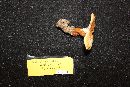 Ganoderma curtisii image