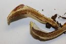 Ganoderma curtisii image