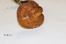 Ganoderma curtisii image
