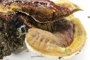 Ganoderma sessile image