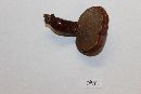 Ganoderma curtisii image