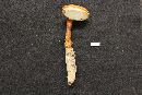 Ganoderma curtisii image