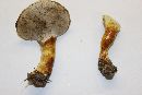 Ganoderma curtisii image
