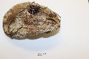 Ganoderma sessile image