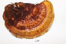 Ganoderma tuberculosum image