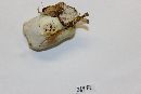 Ganoderma curtisii image