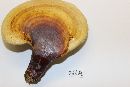 Ganoderma curtisii image