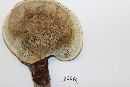 Ganoderma curtisii image