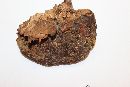 Ganoderma tuberculosum image
