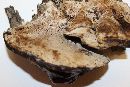 Ganoderma sessile image