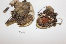 Ganoderma sessile image