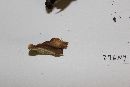 Ganoderma sessile image