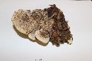 Ganoderma sessile image