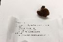 Ganoderma sessile image