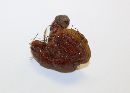 Ganoderma sessile image