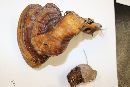 Ganoderma zonatum image