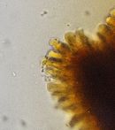 Ganoderma sessile image