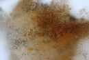 Ganoderma sessile image
