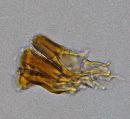 Ganoderma sessile image