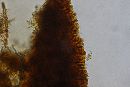 Ganoderma sessile image