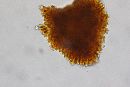 Ganoderma sessile image
