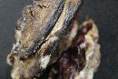 Ganoderma sessile image