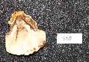 Ganoderma sessile image
