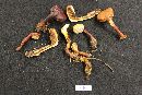Ganoderma curtisii image